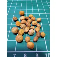 在飛比找蝦皮購物優惠-橄欖科 非洲沒藥 Commiphora africana 種