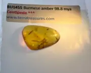 A101 BU1455 2 Millipedes in authentic Burmese Amber Burmite ~99 million