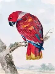 A Red Parrot Accent Tile Mural Kitchen Bathroom Wall Backsplash Marble Ceramic
