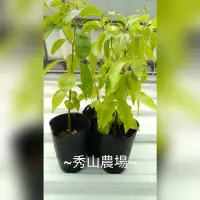 在飛比找蝦皮購物優惠-秀山農場~樟樹苗~~(樹#211)~