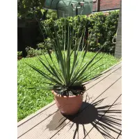 在飛比找蝦皮購物優惠-索科特拉龍血樹Dracaena cinnabari