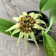 RFO Bulbophyllum Meen Endless Love x Lion King