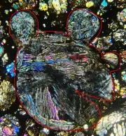 Meteorite NWA 16457 - LL3 Chondrite Mick MOUSE Chondrule ;-) ! Thin Section