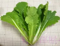 在飛比找Yahoo!奇摩拍賣優惠-【野菜部屋~】E47 日本大阪青松菜種子3.5公克 , 品質
