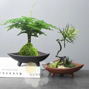 三角形盆栽 【綠美園樂居】 盆栽 花盆 花器 植作 園藝 松樹 松木 羅漢松 樹盆栽 搖錢樹 小盆栽 小樹盆栽 復古盆栽