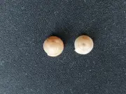 #0026 pair of Perforatella Unidentata, Isartal Bavaria, 7.7mm Land snail shells