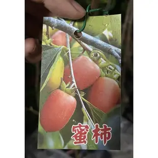 柿子：次郎甜柿/蜜柿/嫁接苗/水果苗/永吉種苗園