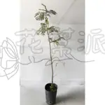 花幫派_喬木觀賞植物—紅檜--柏科~臺灣特有種/3.5吋(黑軟盆)高約10-15CM