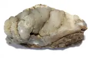 Collectible Botryoidal Chalcedony
