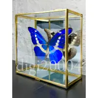 在飛比找蝦皮購物優惠-光明女神🦋摩爾弗蝶標本 鏡面金框玻璃盒   *蝴蝶 *標本展