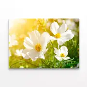 White Flowers Close-Up View Print 100% Australian Made 120 x 90cm (Stretched)