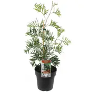 200mm Grevillea Superb - Grevillea banksii Bipinnatifida