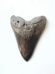 BROWN BLACK FOSSILISED MEGALODON SHARK TOOTH