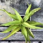 NEPENTHE / SANSEVIERIA ARBORESCENS VARIEGATED - 虎尾蘭 / 多肉 植物