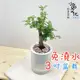 【小品文化】胡椒木【現貨】3吋條紋圓免澆水盆栽 懶人盆栽 觀葉植物 室內植物 自動吸水 創意花盆 居家辦公盆花