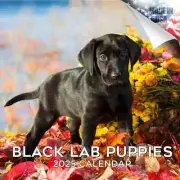 BLACK LABRADOR PUPPIES Wall Calendar 2025 Animal DOG PET Lover Gift