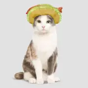 Fish Taco Headpiece Halloween Cat Costume One Size by Hyde & EEK! Boutique Pet
