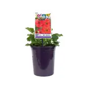 140mm Jazzy Geum - Geum fiery Tempest