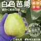 果物樂園-燕巢牛奶珍珠大顆芭樂(約5斤/箱)