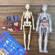 Children'S Human Skeleton Organ Model Toys Science Education Cognitive Assembly