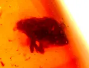 Very RARE Hidden Snout Weevil with Wasp in Dominican Amber Fossil Gemstone