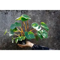 在飛比找蝦皮購物優惠-蘭嶼秋海棠 Begonia fenicis｜室內觀賞植物 耐