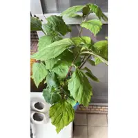 在飛比找蝦皮購物優惠-廣藿香patchouli