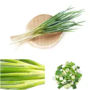 Onion (Spring) - Japanese Kyoto Kujo Negi seeds