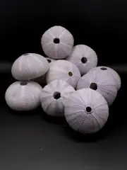 10 X purple/white sea urchin home coastal. Air plant Collectors. Sea shell