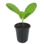70mm Fiddle Leaf Fig - Ficus Lyrata