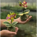 新款微型 苔蘚玉迷你 種子 矮種金邊金葉咖啡蝴蝶蘭 好養 室內 室外花卉盆栽富可發