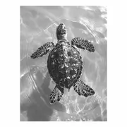 Just In Water Canvas Print