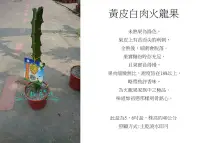 在飛比找Yahoo!奇摩拍賣優惠-心栽花坊-黃皮白肉火龍果/黃龍果/水果苗/售價500特價40