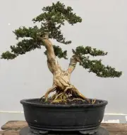 Bonsai tree || Serissa mikro || Serissa foetida || Medium size || free phyto