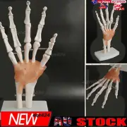 Life Size Flexible 1:1 Human Foot Ankle Anatomy Model Human Foot Skeleton Model⇧