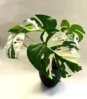 Variegated Monstera Deliciosa Fake Silk Plant Thai Con Swiss Cheese Plant