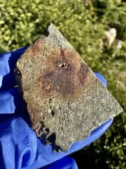meteorite: NWA 17027 Weight 11:110 Grams. (lucky Number) Beautiful!!! LL7!!