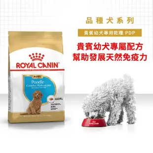 【ROYAL 法國皇家】貴賓幼犬專用飼料 PDP 3KG(狗乾糧 狗飼料 免疫力 腸胃)