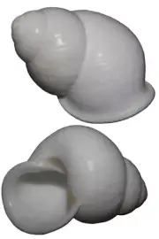 555 seashells Calocochlia marinduquensis ALBINO 58mm F+++/gem, superb albino