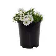 140mm Candytuft - Iberis sempervirens