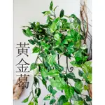 《 芳馨花園》仿真綠葉藤【迷你黃金葛垂藤】椰子葉 攝影道具盆栽裝飾婚禮佈置攝影道具