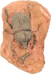 ERINGOGO Paleontological Specimen Insect Ornament for Teaching and Decoration Insect Decor for Science Education Multipurpose Collection and Landscape Display