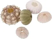 Garneck 5pcs Sea Urchin Shell Air Plant Pot Set Urchin Shell Planters Home Decor Plant Holder for Office