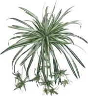Artificial Spider Plant Plant Greenery Silk 32", UV Resistant Indoor Outdoor
