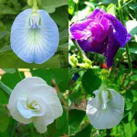 在飛比找蝦皮購物優惠-蝶豆花種子 台灣種植 新鮮現採紫藍 白色 淺藍 混合蝶豆花種