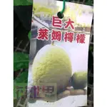 花花世界__水果苗-- 巨大萊姆檸檬--風味清香/4.5吋盆/高30-50CM/MA