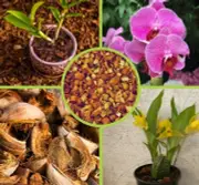 Coconut Husk Chips Orchids Anthurium And Other Plants growing medium 100%organic