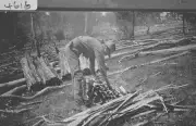 Collecting Wattle Bark for Tanning Bairnsdale District Victoria 1923 Old Photo