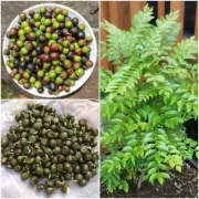 10+ Curry Leaves Seeds, Murraya koenigii Planting Seeds, Dried seeds Ceylon Blom