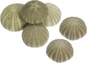 IMIKEYA 6 Pcs Natural Sea Urchin Shell Sea Shell Prop Shell Charms Urchin Shell Plants Holder Urchin Shell Display Prop Ocean Party Decorations Natural Sea Urchins Green Sea ​​Urchin Shell